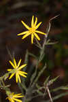 Carolina silkgrass